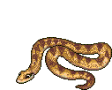 a curious serpent
